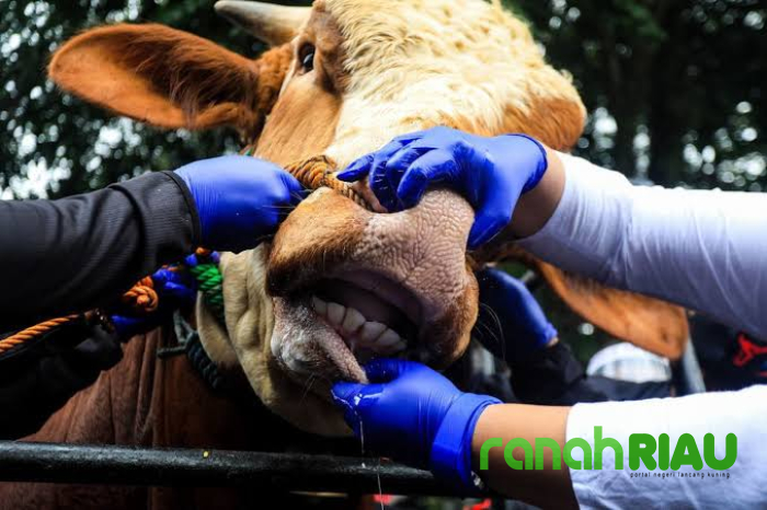 Pemkab Siak turunkan 14 Personel Dokter Hewan untuk Periksa Kesehatan Hewan Qurban 2025